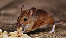 24 Hour & Emergency Exterminators in Lower San Francisco Plaza, NM
